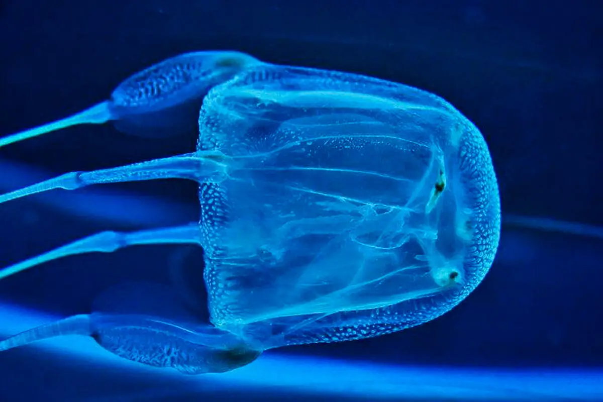 A Criatura Marinha Mais Mortal do Mundo: A Cubomedusa com 24 Olhos