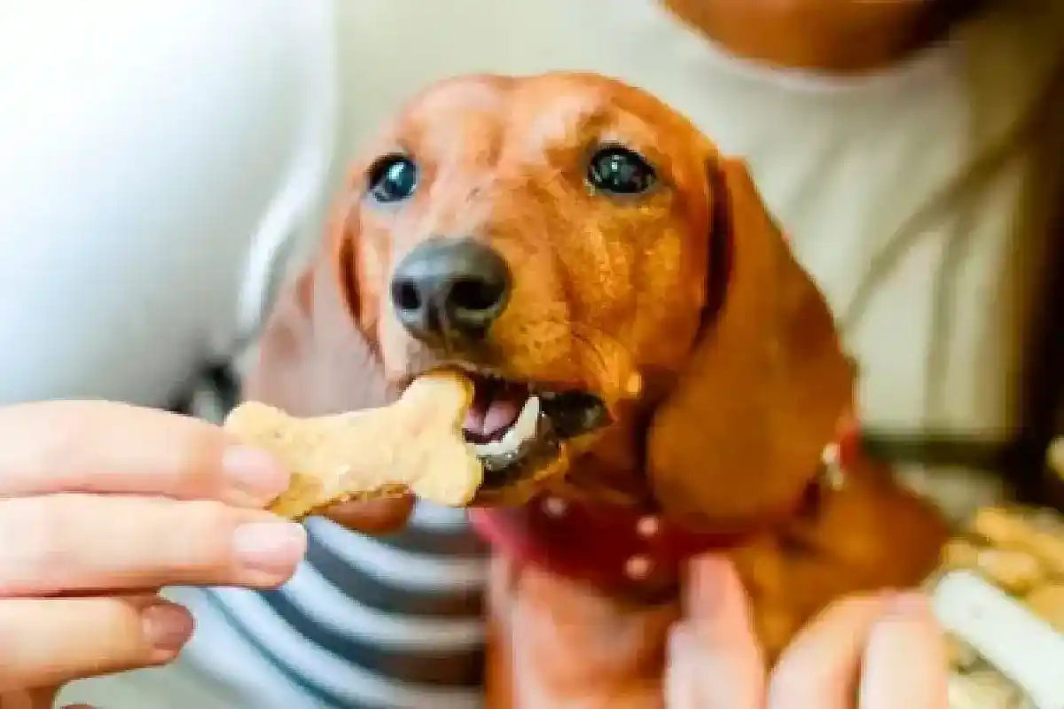 Proteja as Costas do Seu Dachshund: Dicas Essenciais para Cuidar Desta Raça Única