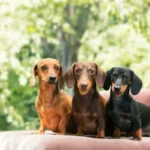 Proteja as Costas do Seu Dachshund: Dicas Essenciais para Cuidar Desta Raça Única