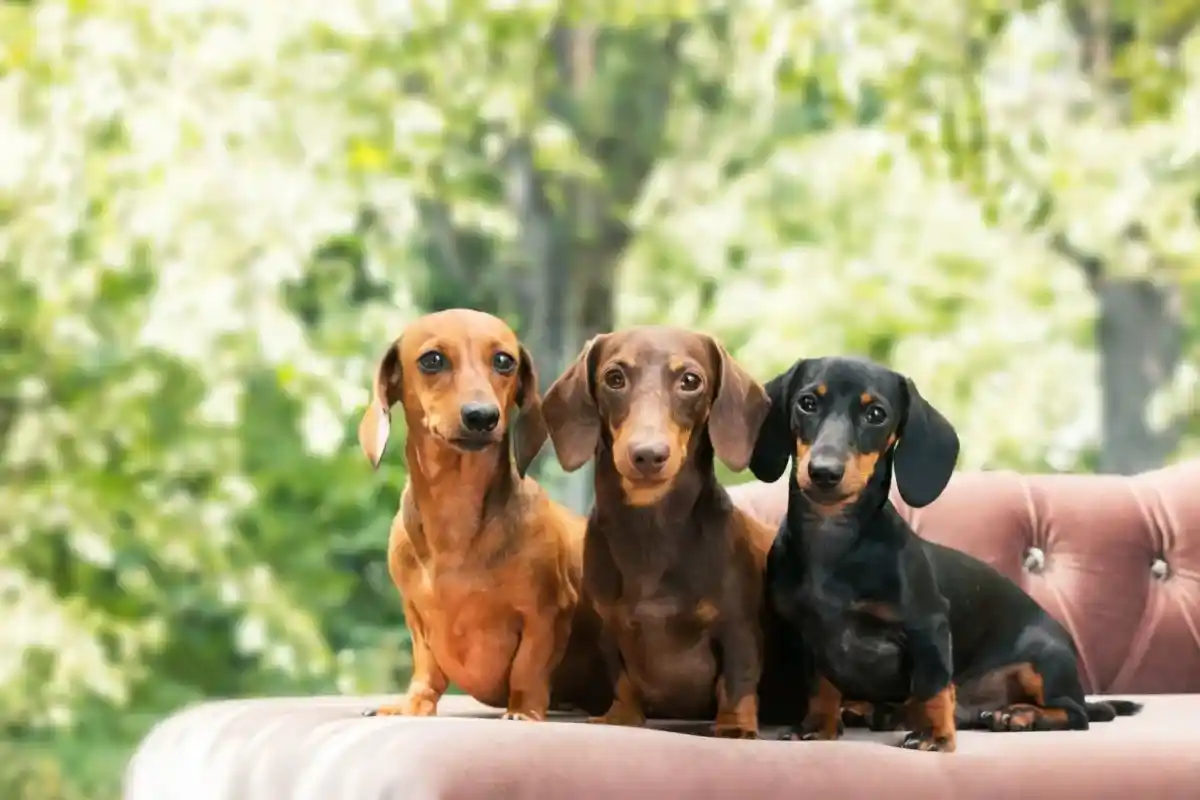 Proteja as Costas do Seu Dachshund: Dicas Essenciais para Cuidar Desta Raça Única