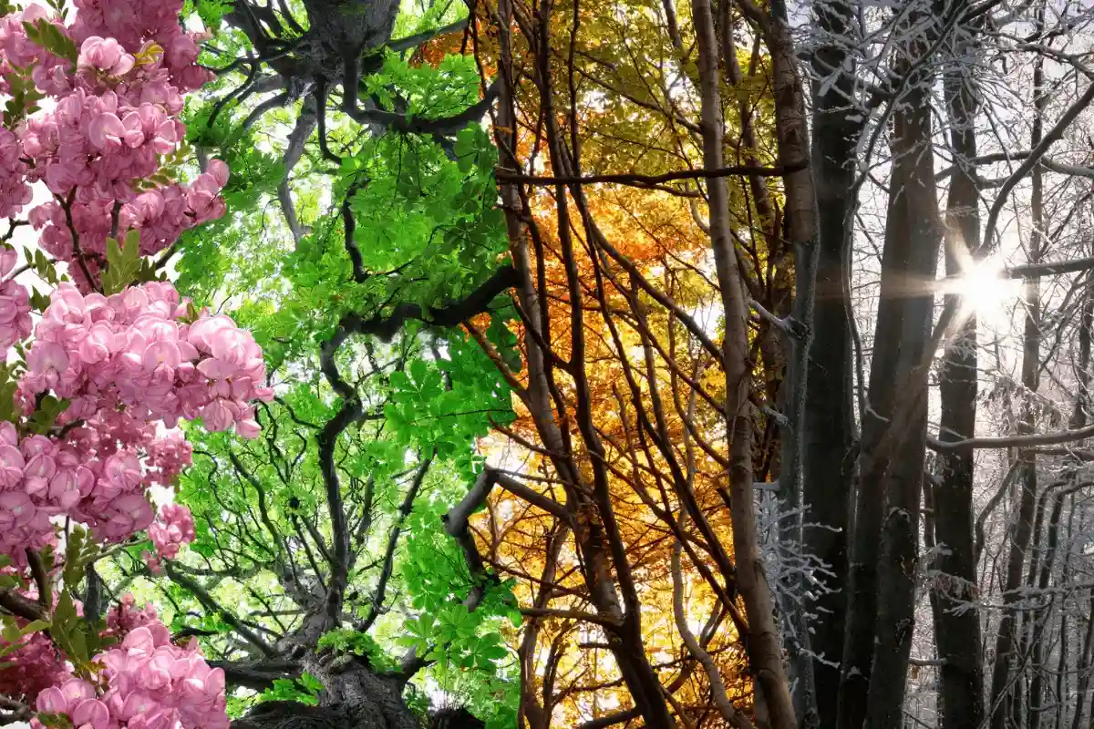 A Terra Está a Perder as Suas Quatro Estações? Dados Climáticos Alarmantes