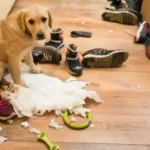 Por que o seu cão destrói coisas? Especialistas revelam as razões