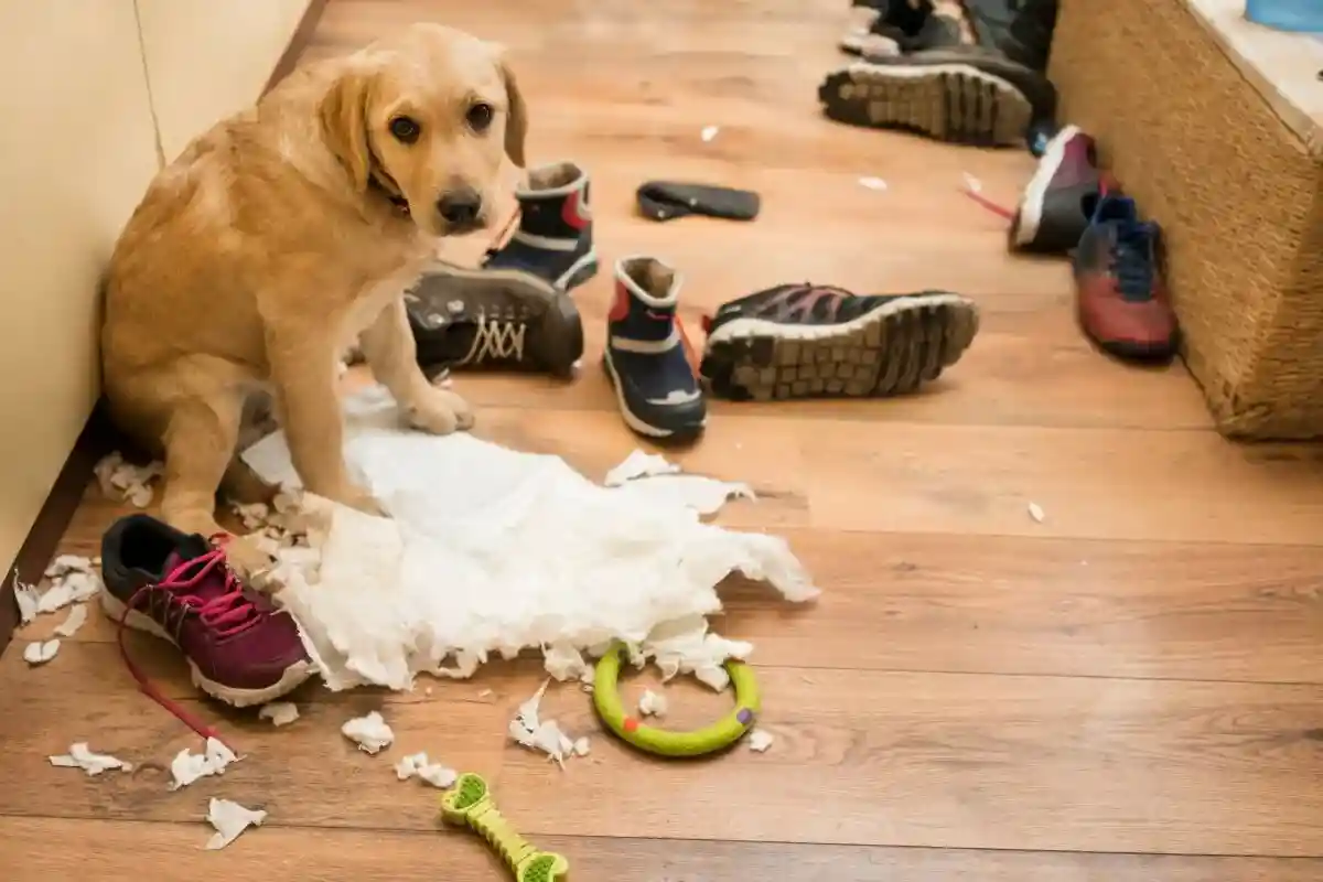Por que o seu cão destrói coisas? Especialistas revelam as razões