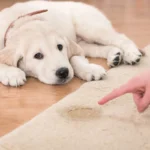 Como Desacostumar o Cachorro de Fazer Necessidades em Casa