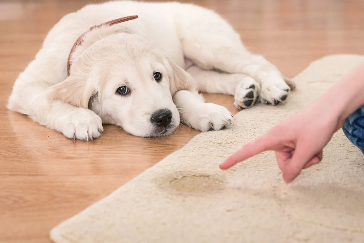 Como Desacostumar o Cachorro de Fazer Necessidades em Casa