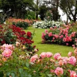 Melhore o seu jardim: por que as cascas de ovo são uma revolução para as rosas