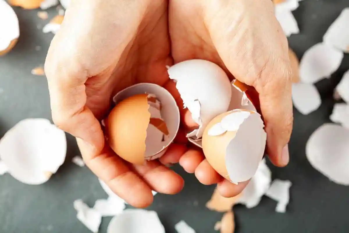 Melhore o seu jardim: por que as cascas de ovo são uma revolução para as rosas