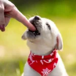 Como Ensinar Cachorro a Não Morder e Criar um Companheiro Educado