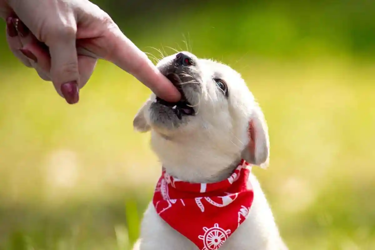 Como Ensinar Cachorro a Não Morder e Criar um Companheiro Educado