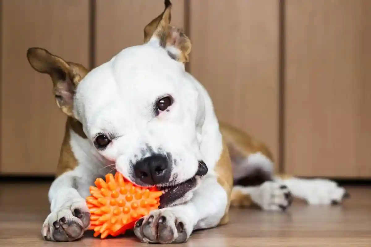Como Ensinar Cachorro a Não Morder e Criar um Companheiro Educado
