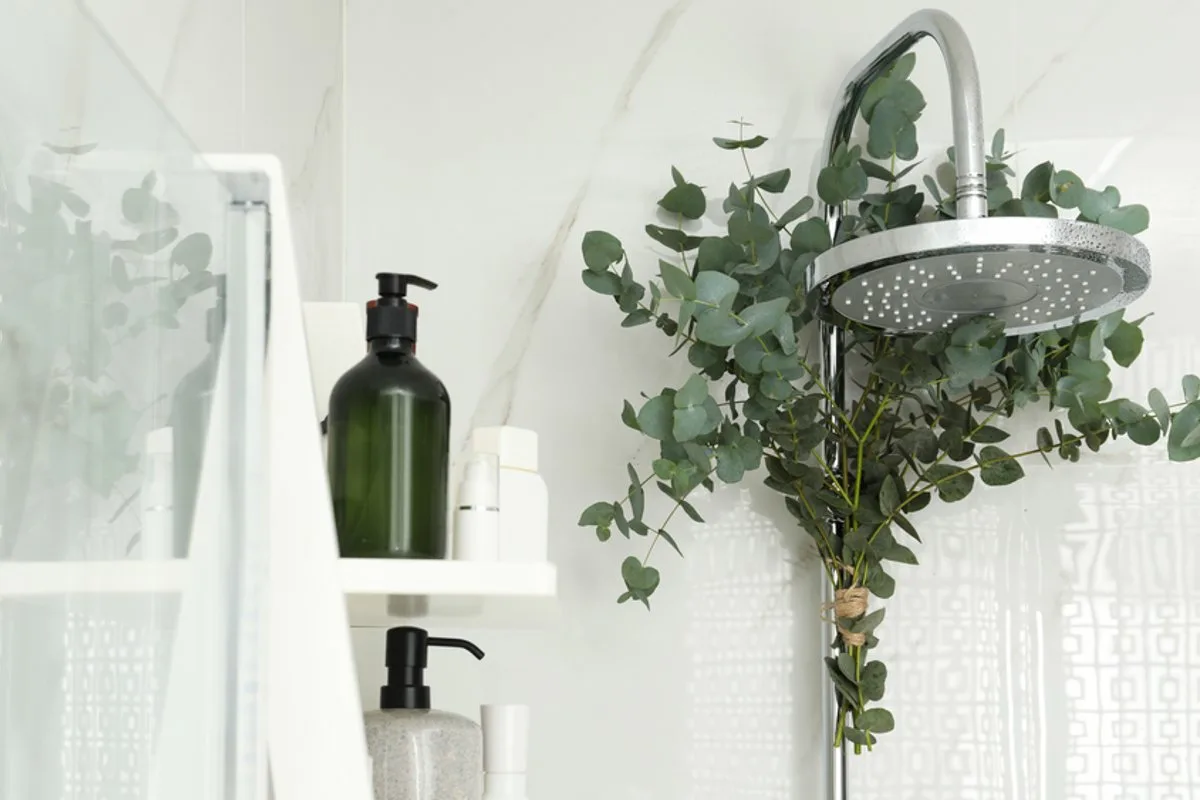 Transforma o Teu Banheiro num Spa: O Segredo do Eucalipto
