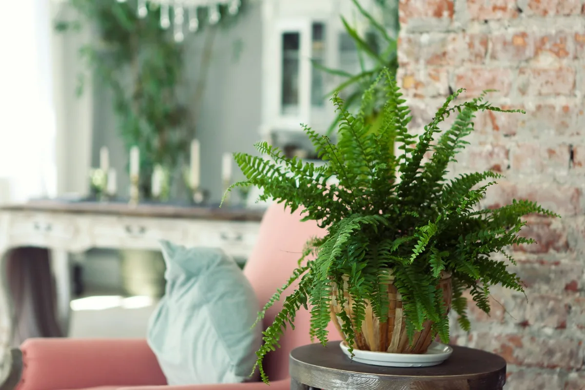 Por que nunca se deve colocar um espelho de frente para a porta da frente