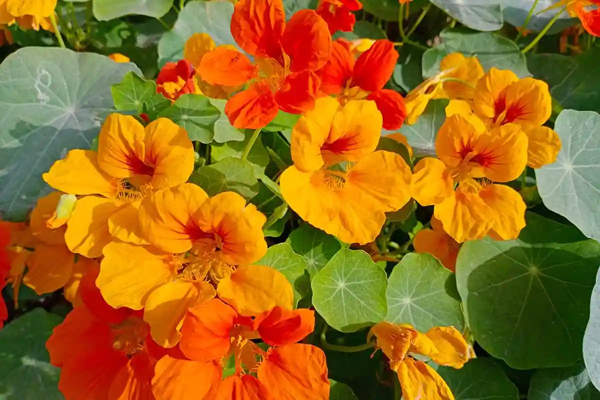 Quatro Flores Originais para Semear em Outubro e Brilhar no Verão