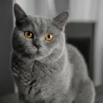 Por que escolher um gato cinzento: Vantagens e charme felino