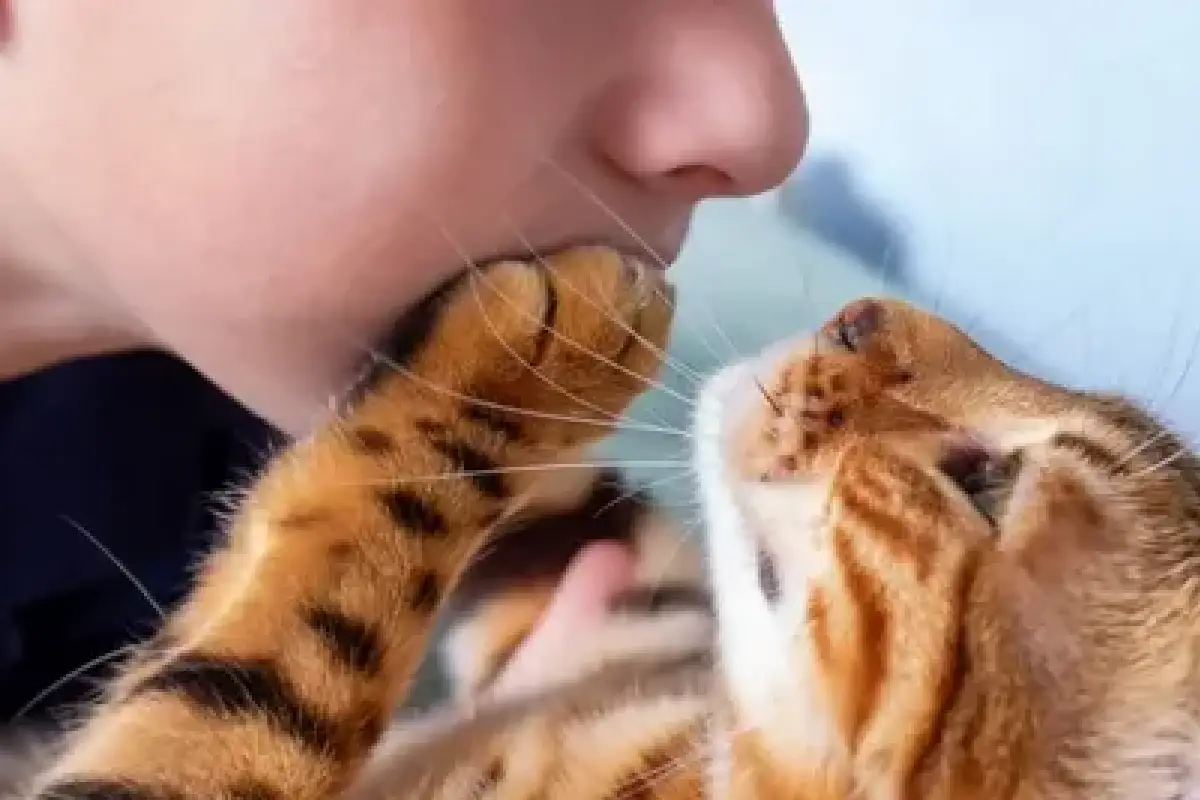 Por Que o Seu Gato Coloca a Pata na Sua Boca: 6 Razões Aprovadas por Veterinários