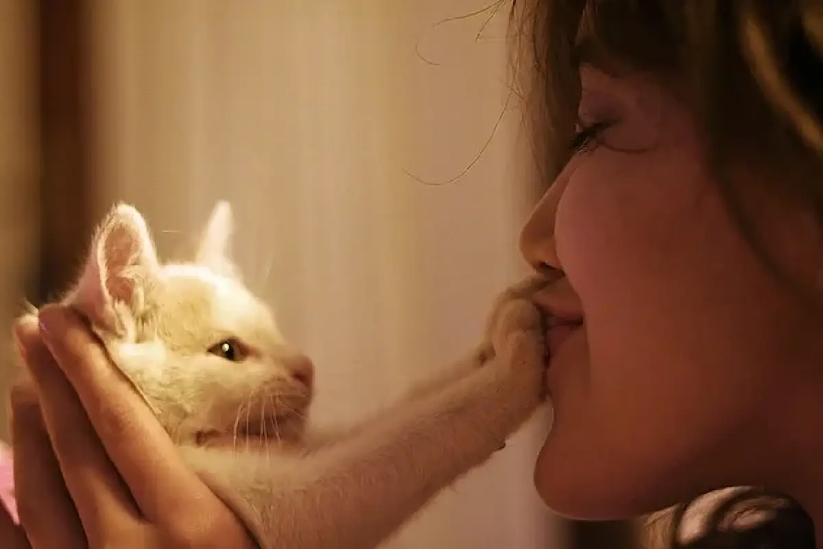 Por Que o Seu Gato Coloca a Pata na Sua Boca: 6 Razões Aprovadas por Veterinários