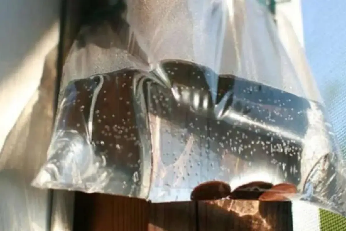 Pendurar sacos com água e moedas em casa: esse truque realmente afasta os insetos?