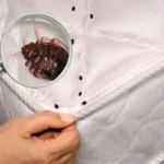 Elimine os odores e os ácaros do colchão: o truque simples que poucas pessoas usam