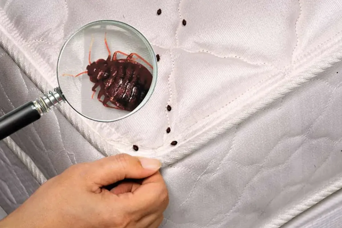 Elimine os odores e os ácaros do colchão: o truque simples que poucas pessoas usam