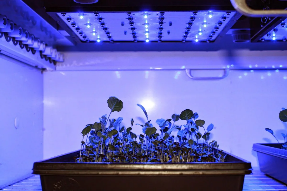 A Melhor Luz Artificial para Plantas: Qual Escolher e Porquê