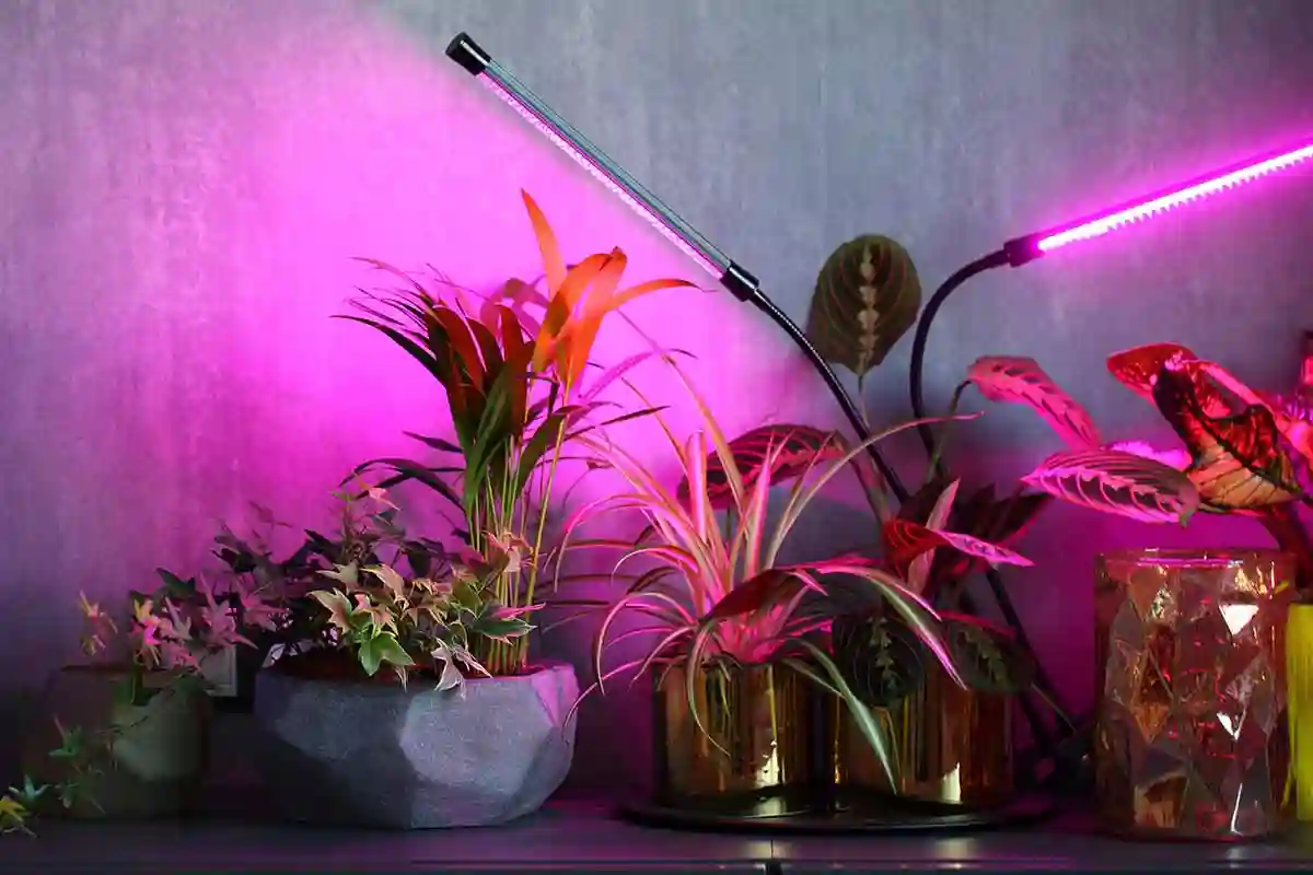 A Melhor Luz Artificial para Plantas: Qual Escolher e Porquê
