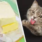 Os gatos podem comer manteiga? Verdades aprovadas por veterinários e dicas inteligentes de alimentação