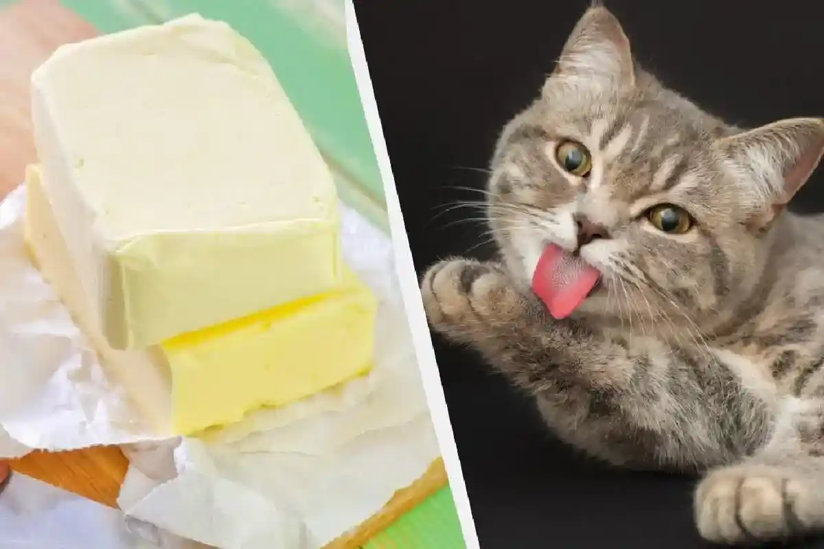 Os gatos podem comer manteiga? Verdades aprovadas por veterinários e dicas inteligentes de alimentação