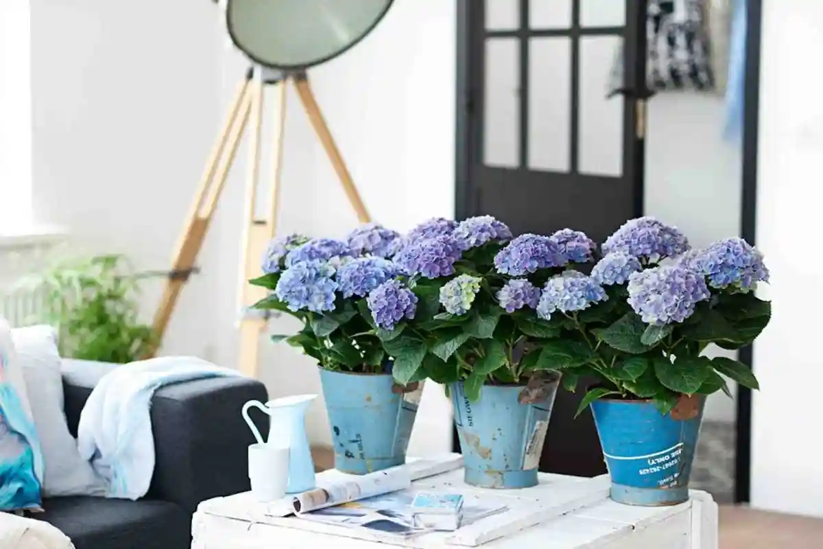 Cuidado com Esta Planta: O Feng Shui Alerta que Pode Atraí Negatividade ao Teu Lar