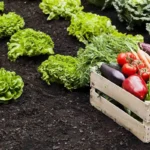 Plantar em Setembro: 3 Vegetais e Verduras para o Teu Jardim e Horta