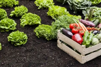 Plantar em Setembro: 3 Vegetais e Verduras para o Teu Jardim e Horta