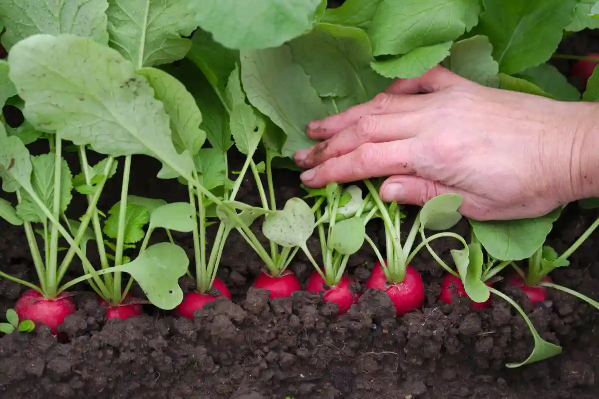 Plantar em Setembro: 3 Vegetais e Verduras para o Teu Jardim e Horta
