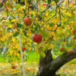 5 plantas de jardim para podar em setembro para um outono próspero