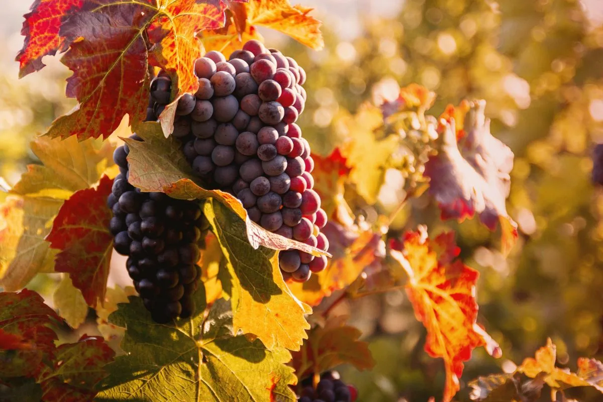 5 plantas de jardim para podar em setembro para um outono próspero