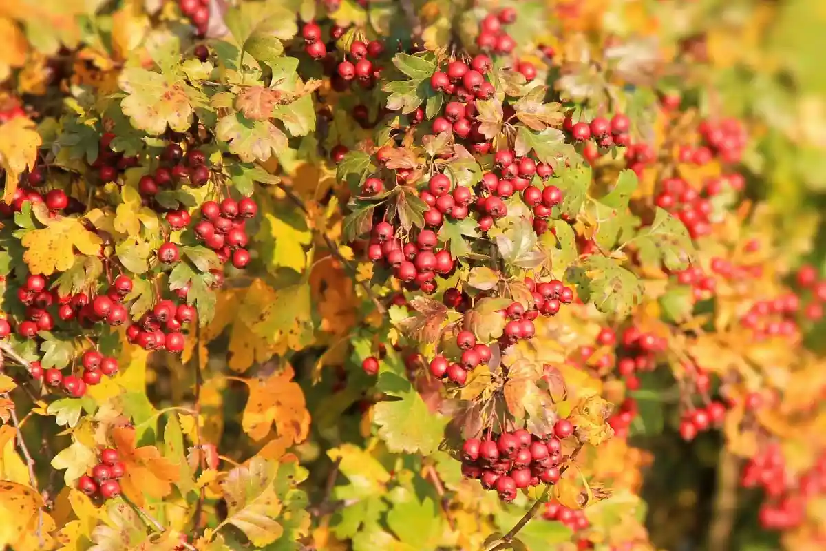 5 plantas de jardim para podar em setembro para um outono próspero