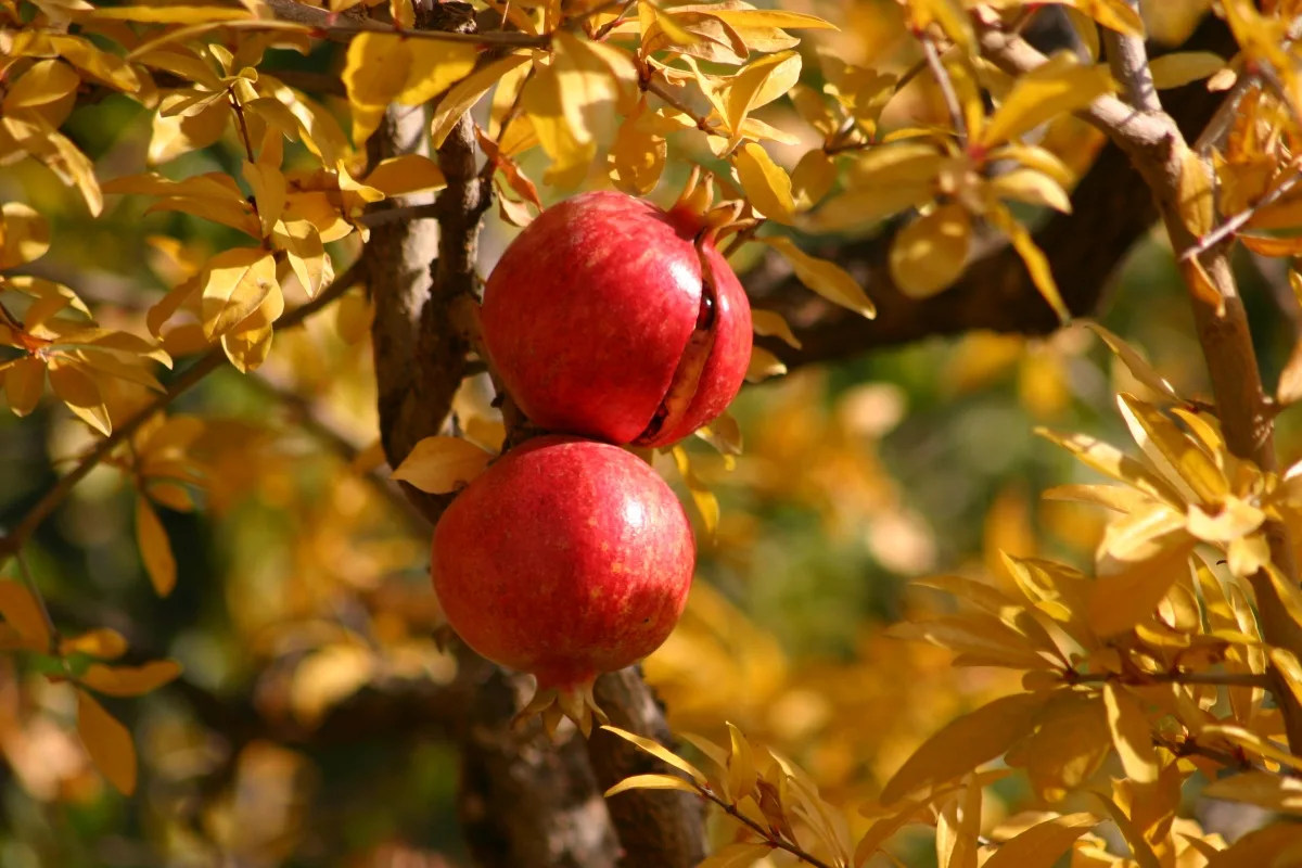 5 plantas de jardim para podar em setembro para um outono próspero