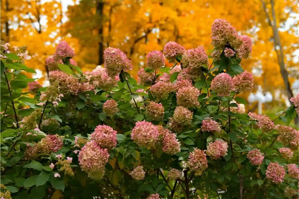 5 plantas de jardim para podar em setembro para um outono próspero