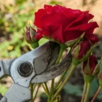Poda de rosas no outono: conselhos para um jardim deslumbrante