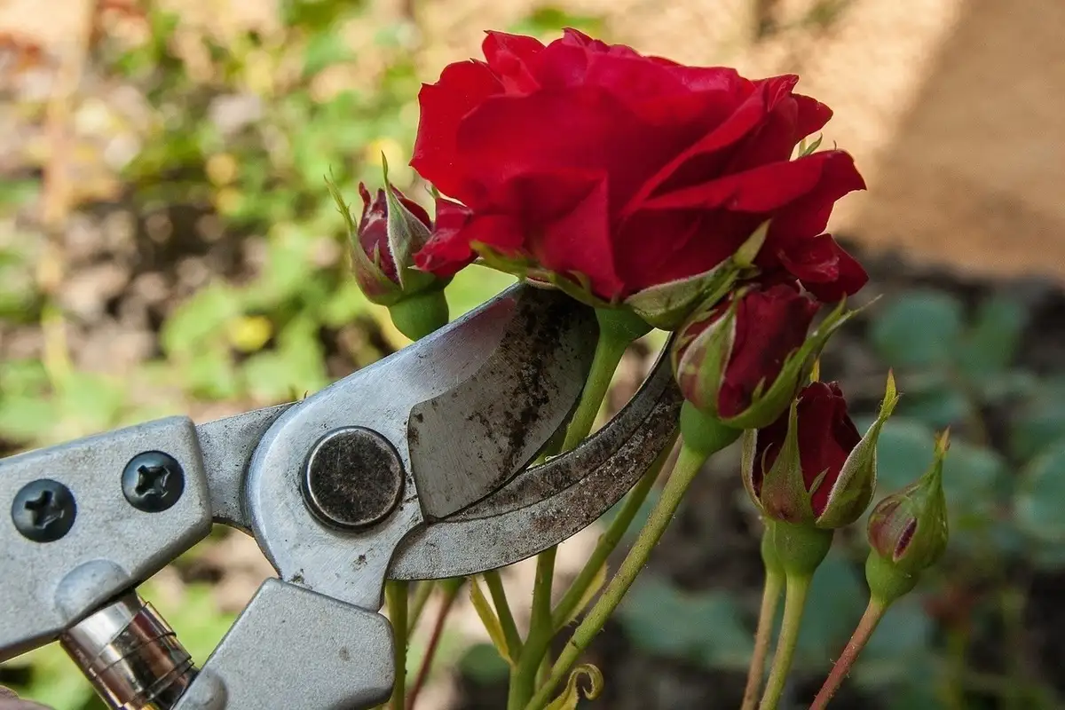 Poda de rosas no outono: conselhos para um jardim deslumbrante