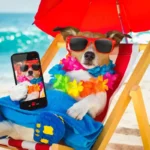 Cães e a melancolia pós-férias: o que é a síndrome pós-férias e como evitá-la?