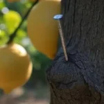 Prego no limoeiro: para que serve e como afeta a árvore