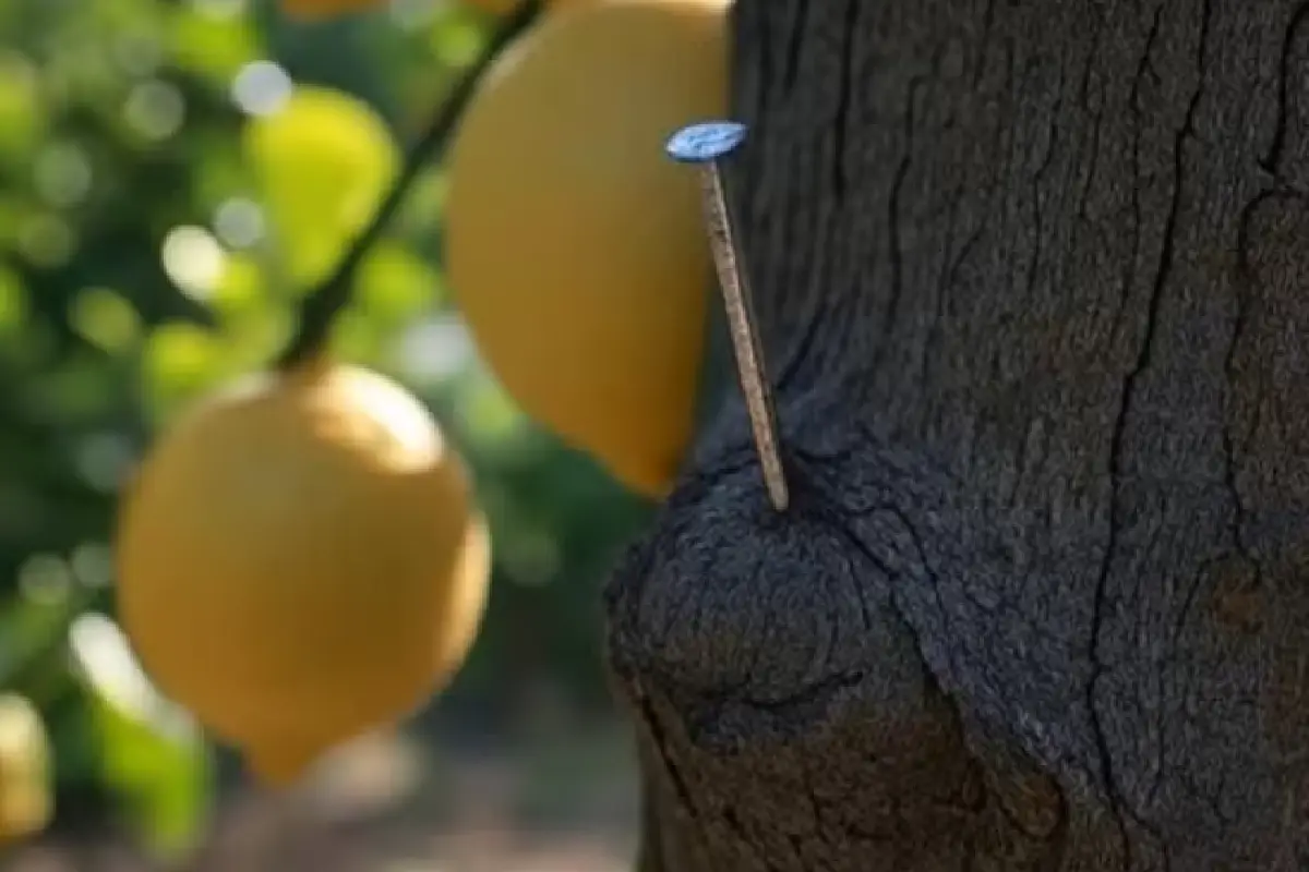 Prego no limoeiro: para que serve e como afeta a árvore
