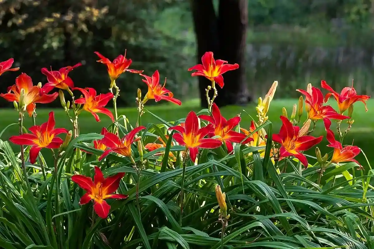 Propagar Plantas: 6 Espécies para Multiplicar em Setembro e Ter um Jardim Grátis na Primavera