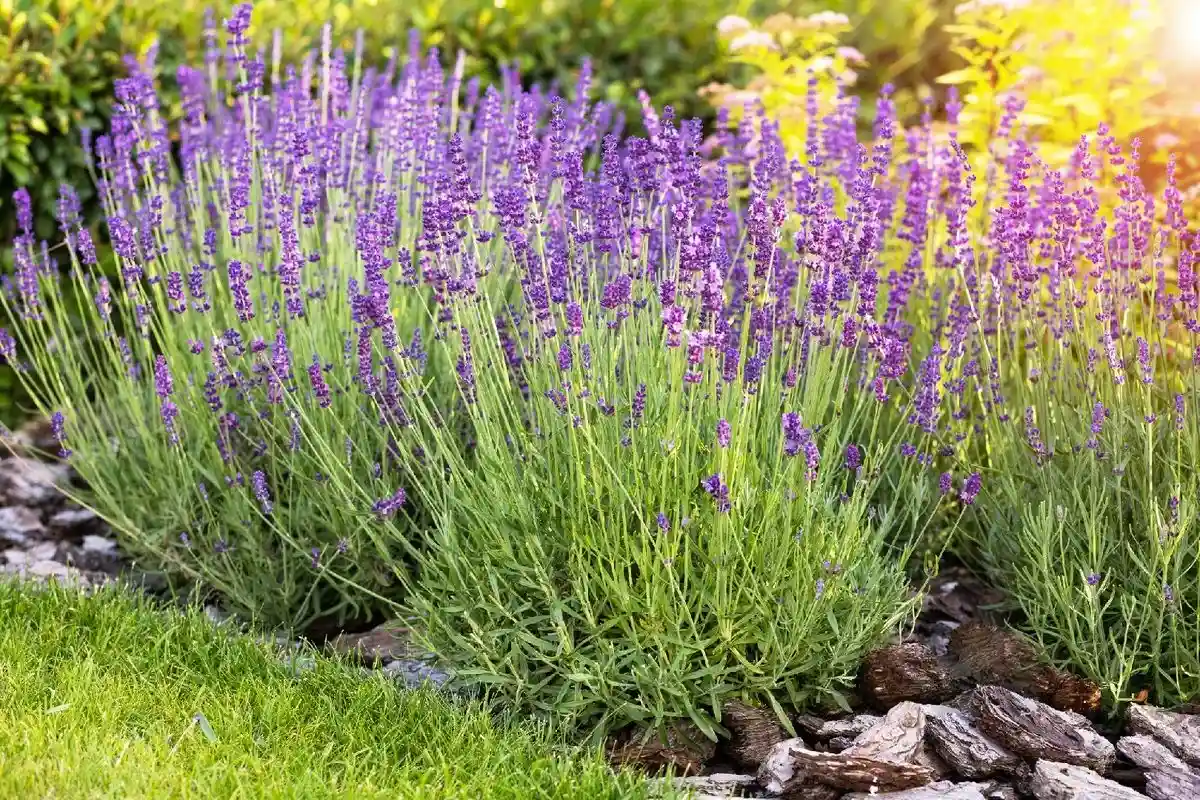 Propagar Plantas: 6 Espécies para Multiplicar em Setembro e Ter um Jardim Grátis na Primavera