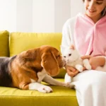 Segredos para cuidar de animais de estimação: como manter o seu gato ou cão feliz e saudável