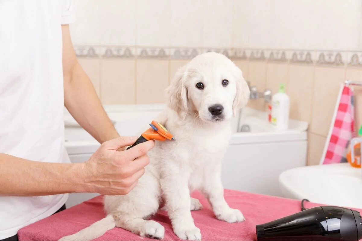 Segredos para cuidar de animais de estimação: como manter o seu gato ou cão feliz e saudável