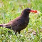 O truque genial da avó para proteger sua horta dos pássaros — sem pesticidas