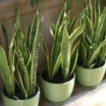 Pode a sua sansevieria em setembro para ter uma planta viçosa durante todo o ano