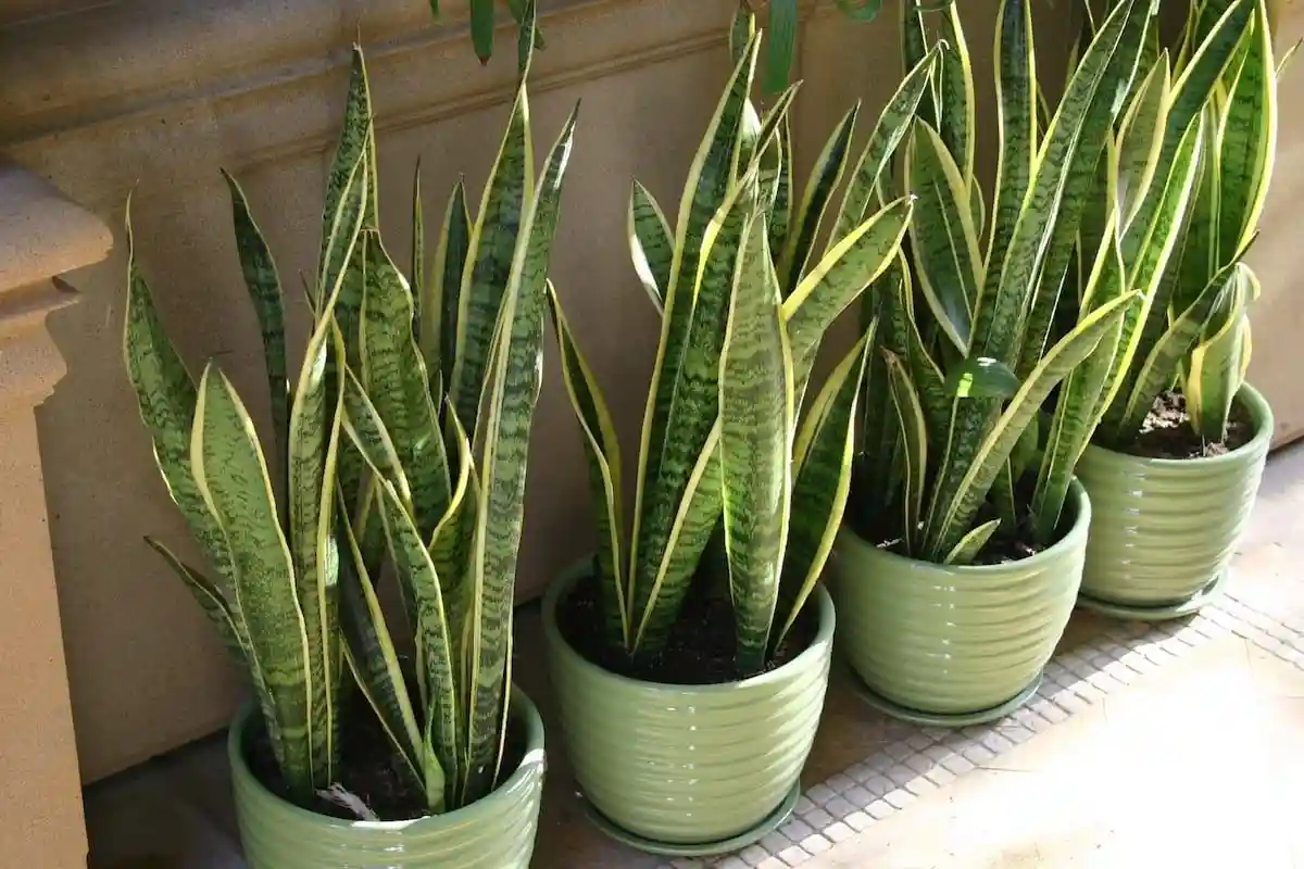 Pode a sua sansevieria em setembro para ter uma planta viçosa durante todo o ano