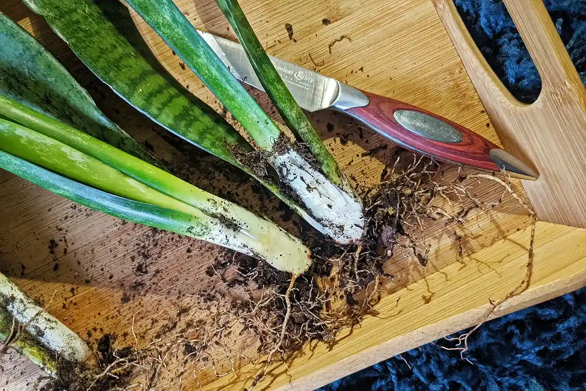 Pode a sua sansevieria em setembro para ter uma planta viçosa durante todo o ano
