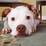 Por Que os Cães Não Gostam de Algumas Pessoas? A Ciência Explica!